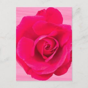 Postal Rojo Romántico Rosa Rosada v2