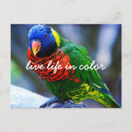 Postal Rojo Verde Azul Lorikeet Vida En Vivo En Color