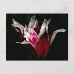 Postal Rojo y blanco en negro
