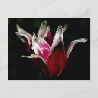 Postal Rojo y blanco en negro