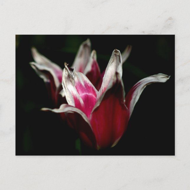 Postal Rojo y blanco en negro (Anverso)