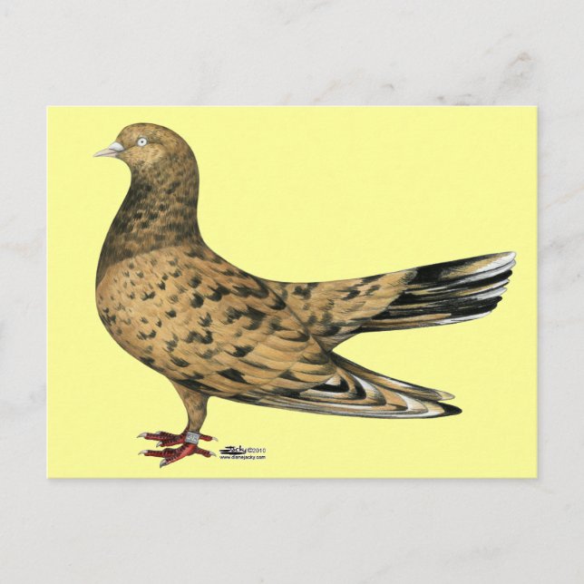 Postal Roller oriental volador Pigeon Almond (Anverso)