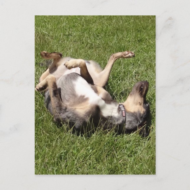 Postal Rolling de Perro de Hog de Leopardo de Catahoula e (Anverso)