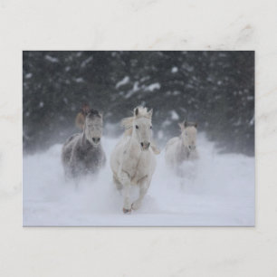 Postal Rolling Thunder