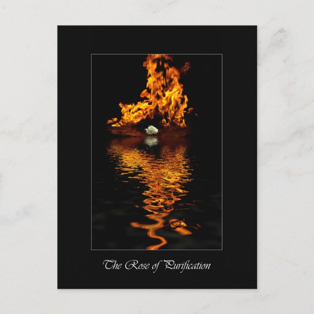 Postal Romance de flores de rosa blanca y de fuego (Anverso)