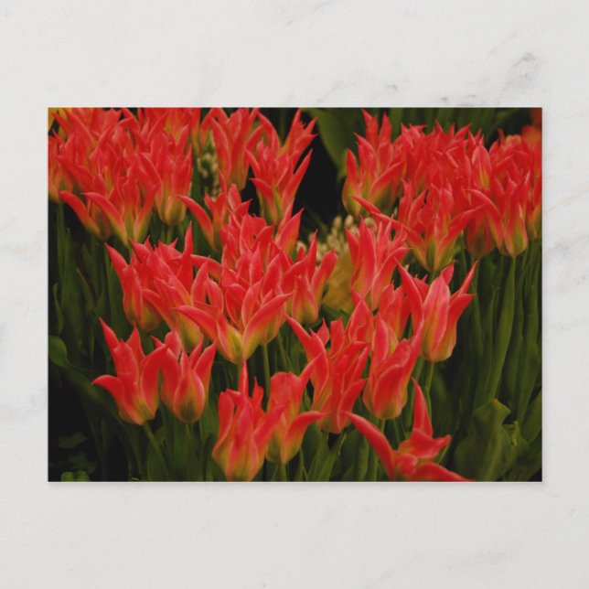 Postal Romance ruso (Anverso)