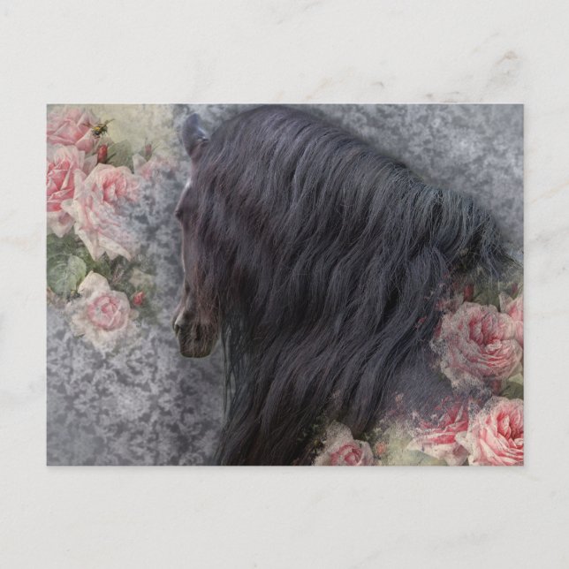 Postal Romancing The Horse ~ Postcard (Anverso)