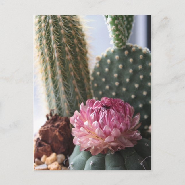 Postal Romanos 8:37 Cactus Postcard (Anverso)