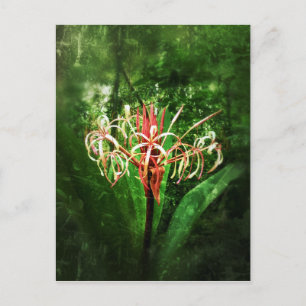 Postal Romantic vintage red spider lily