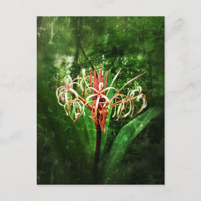 Postal Romantic vintage red spider lily (Anverso)