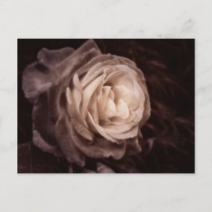 Postal Romántica - este rosa dice amor