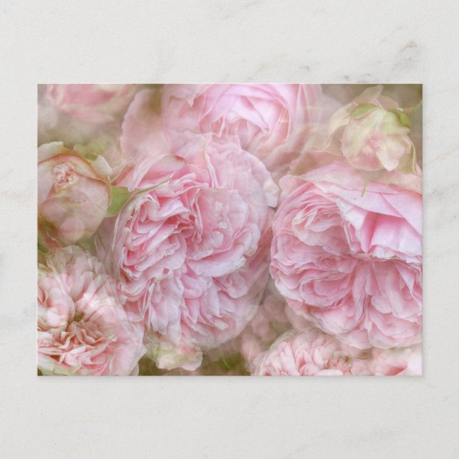 Postal Romantische Rosen - Romantic Roses (Anverso)