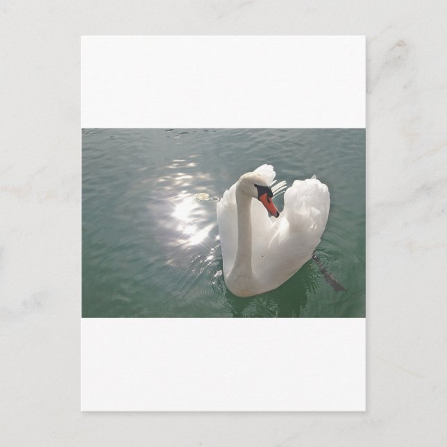 Postal Romantischer weisser Schwan (Anverso)