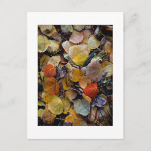 Postal "Rompecabezas de Hoja de Otoño"