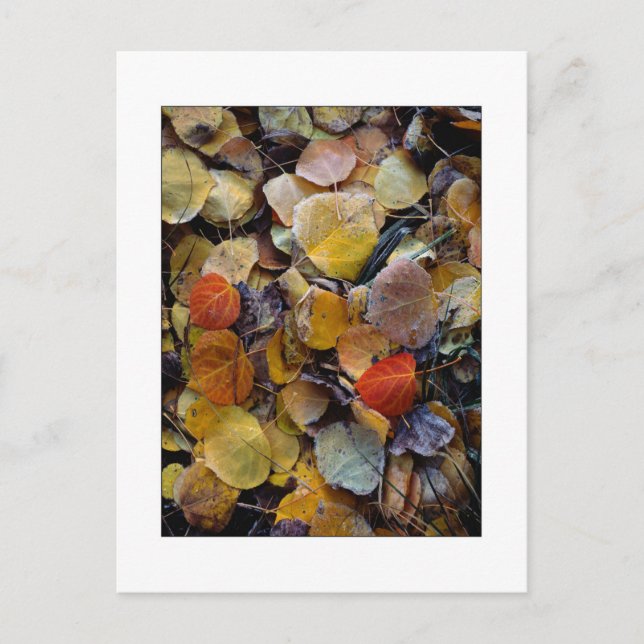 Postal "Rompecabezas de Hoja de Otoño" (Anverso)