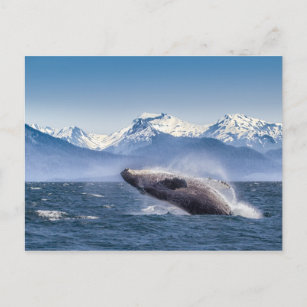 Postal Rompiendo ballena jorobada en Alaska