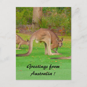 Postal roo