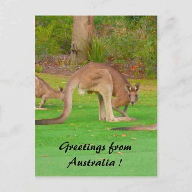 Postal roo (Anverso)