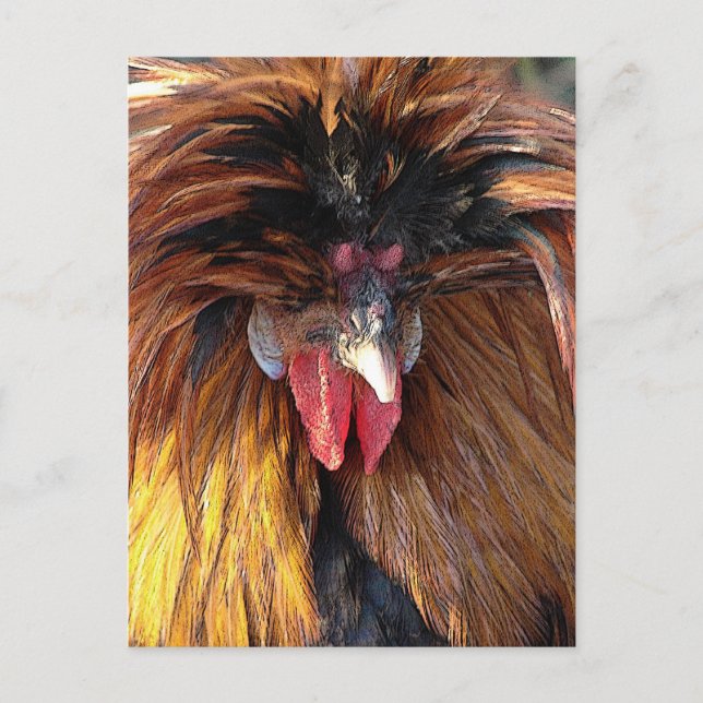 Postal Roo polaco (Anverso)