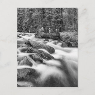 Postal Roosevelt National Forest Stream Black and White