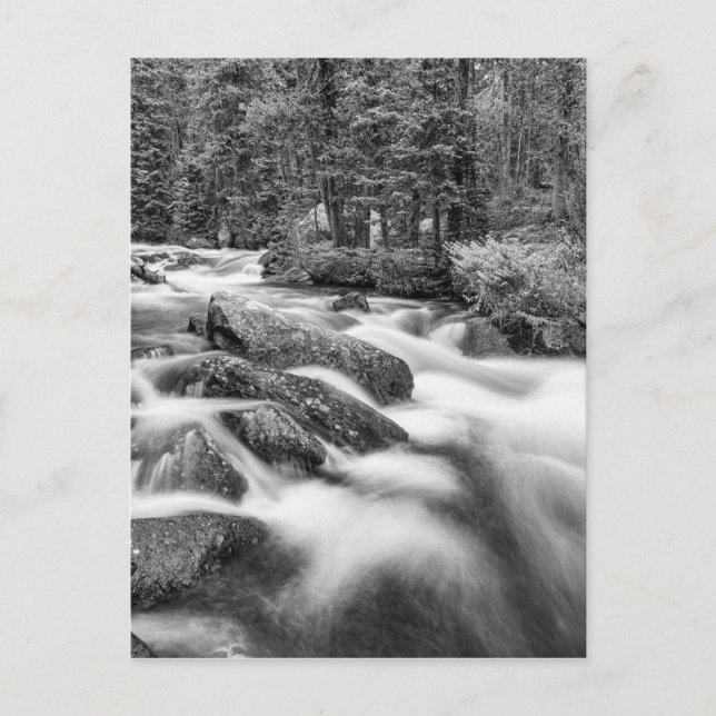 Postal Roosevelt National Forest Stream Black and White (Anverso)