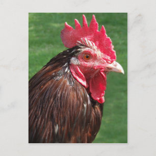 Postal Rooster