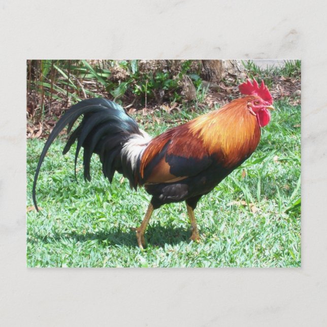 Postal Rooster (Anverso)