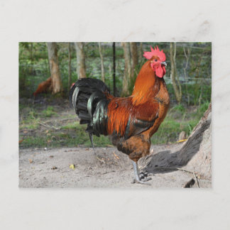Postal Rooster