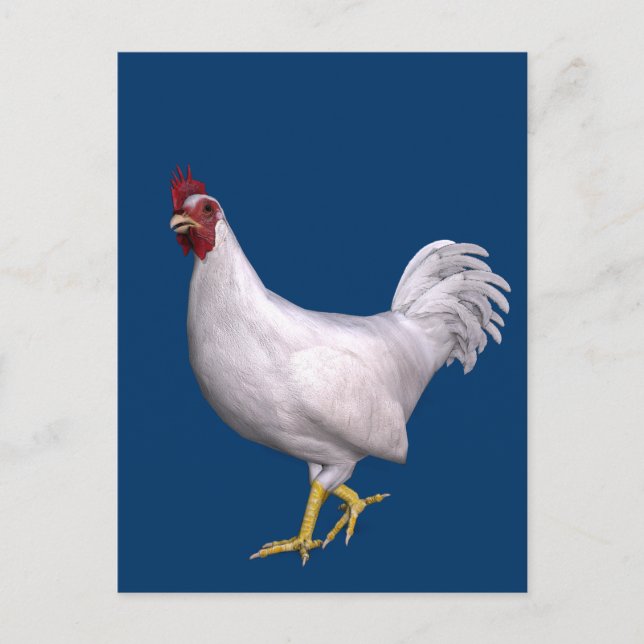 Postal Rooster blanco (Anverso)
