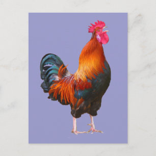 Postal Rooster Crowing