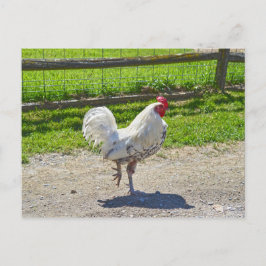 Postal Rooster cruzando la carretera en una granja de Ver