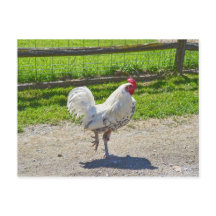 Rooster cruzando la carretera en una granja de Ver