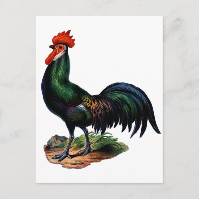 Postal Rooster de antigüedades verdes para plumas (Anverso)