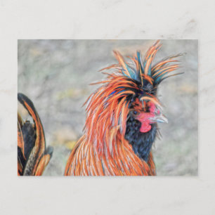 Postal Rooster de Crested polaco