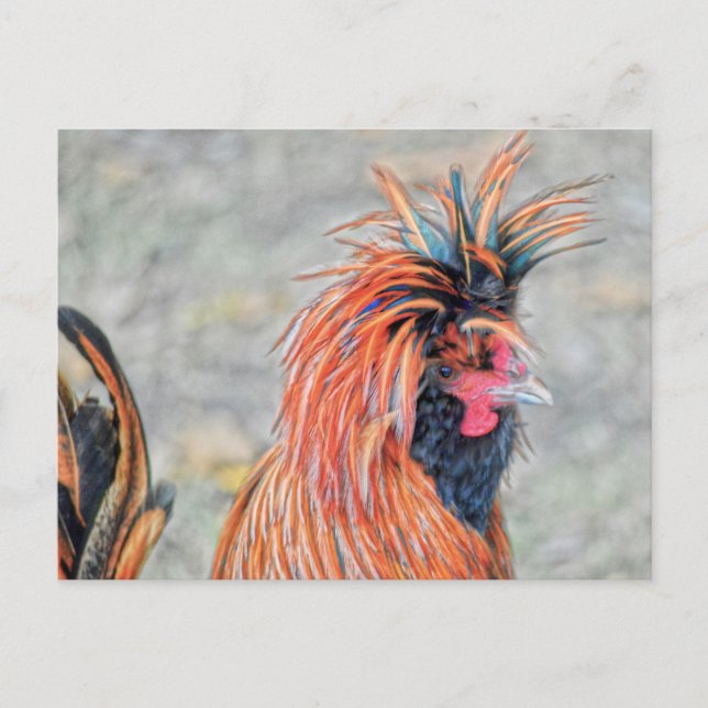 Postal Rooster de Crested polaco (Anverso)