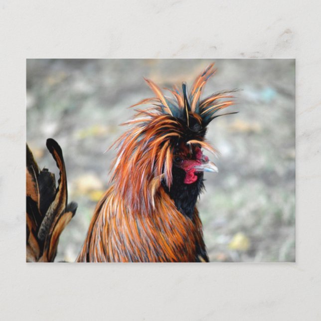 Postal Rooster de Crested polaco (Anverso)