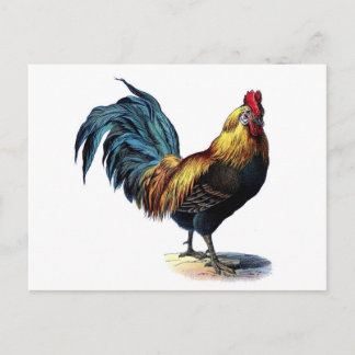Postal Rooster de época
