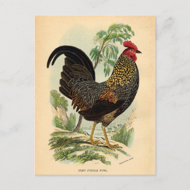 Postal Rooster de galletitas antiguas (Anverso)