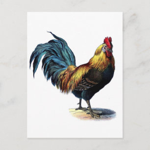 Postal Rooster de galletitas antiguas