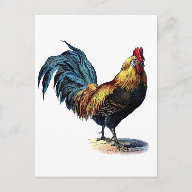Postal Rooster de galletitas antiguas (Anverso)