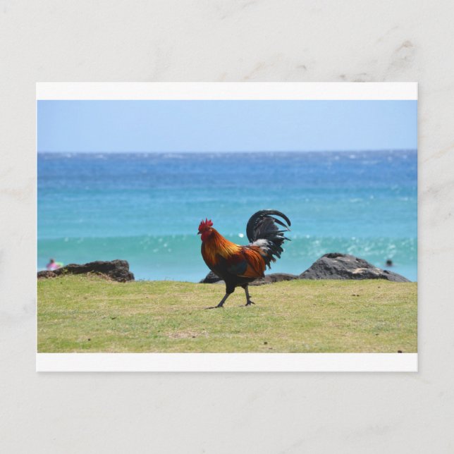 Postal Rooster de Kauai (Anverso)