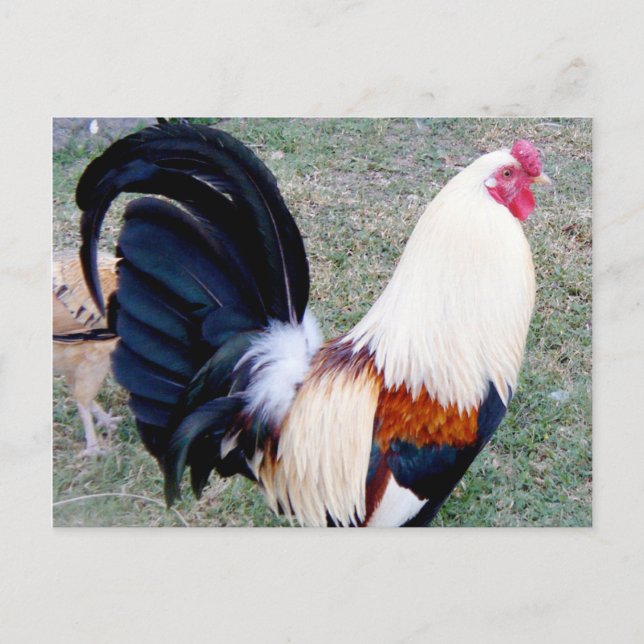 Postal Rooster de la Bahía Hanauma de Hawaii (Anverso)
