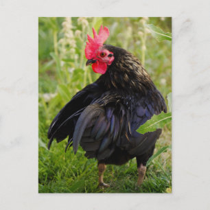 Postal Rooster de lucha