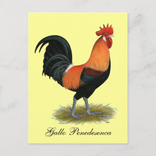 Postal Rooster de Penedesenca