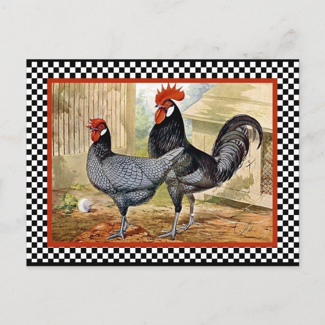 Postal Rooster de pollo de época (Anverso)
