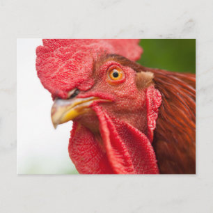 Postal Rooster de Rhode Island