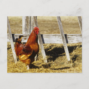 Postal Rooster de Rhode Island