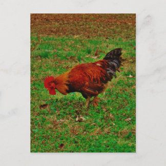 Postal Rooster en la hierba