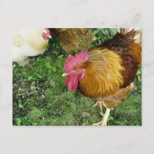 Postal Rooster en Prowl