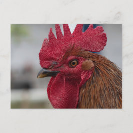 Postal Rooster head